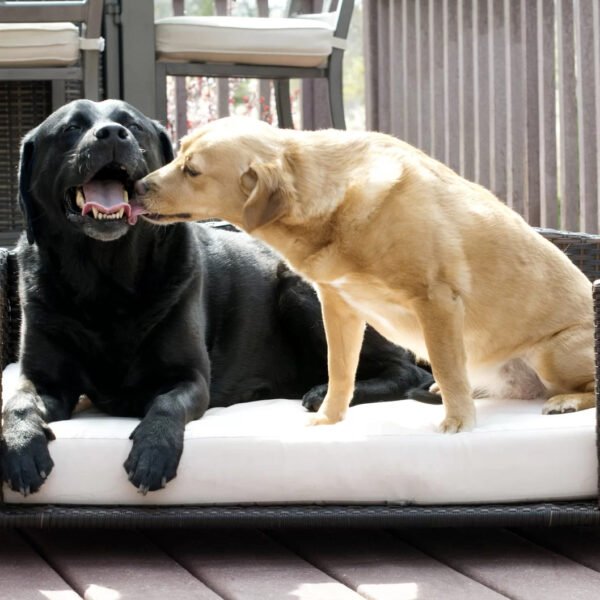 Cristobal Rattan Rectangular Dog Sofa